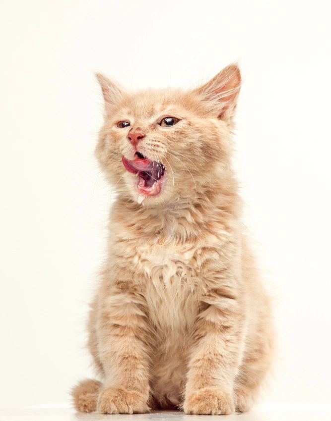 8. Monitoring Your Pet’s Health During and After Transition