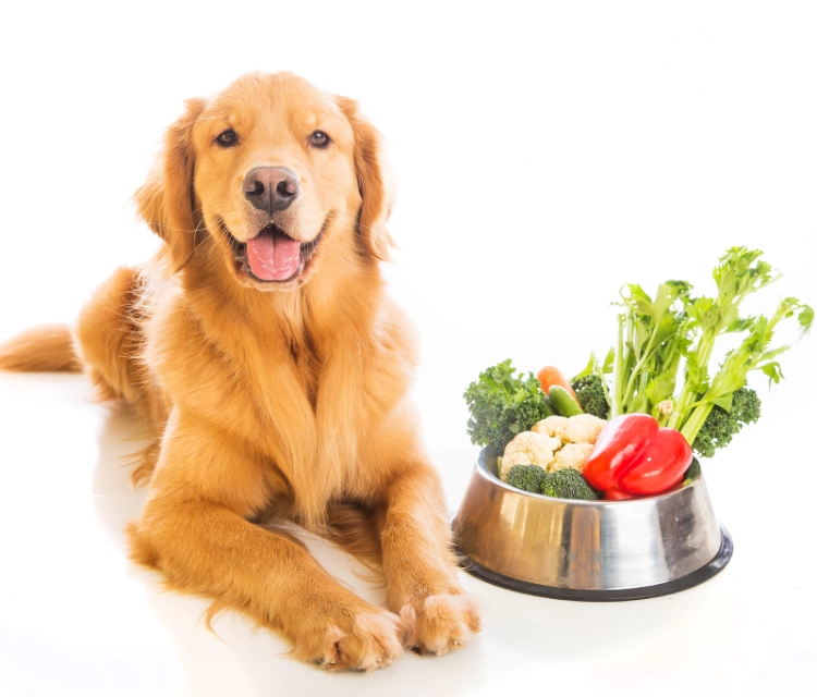 Iron Sources in Vegan Pet Diets