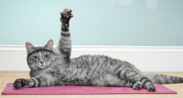 Exercise and Activity Levels