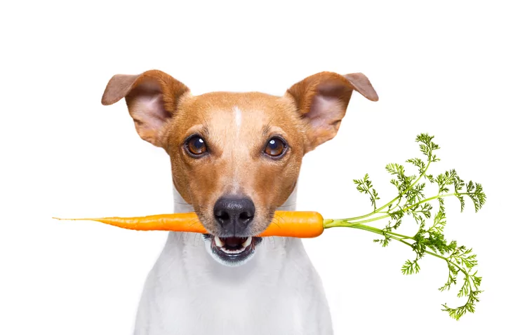 Nutritional Requirements for Pets