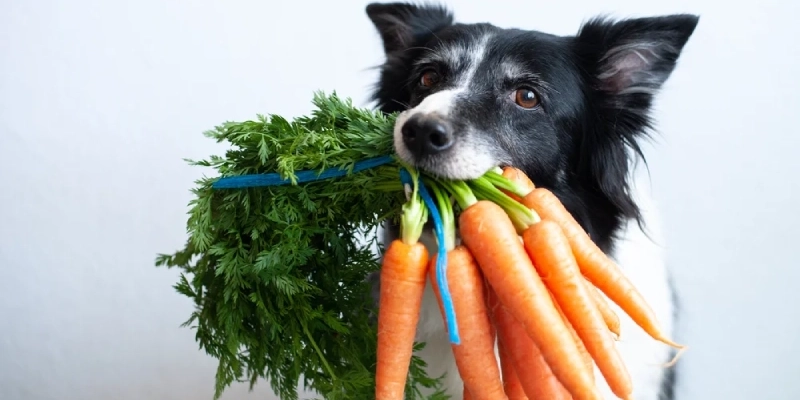 Things to Know Before You Transition Your Pet to a Vegan Diet