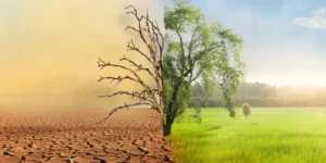 Veganism Helps Combat Climate Change