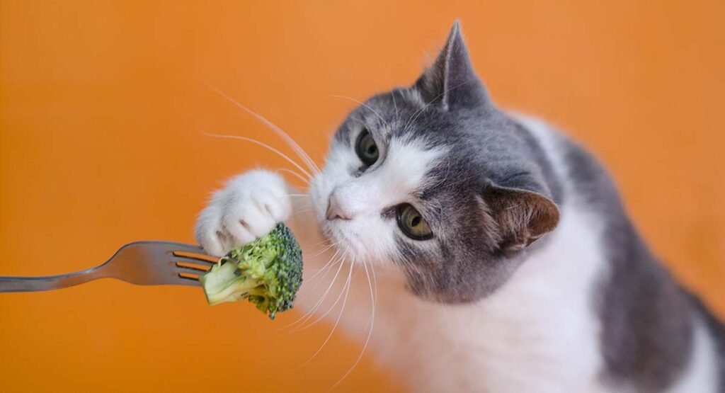 Importance of Taurine for Cats