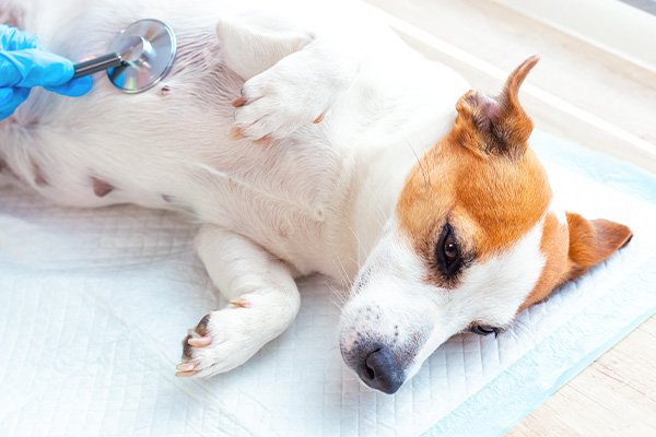 Consult Your Vet First
