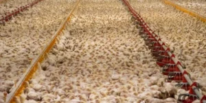 factory farming