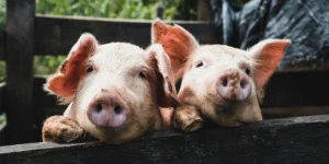 Amazing Facts About Pigs