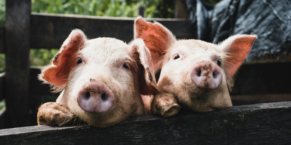 Amazing Facts About Pigs