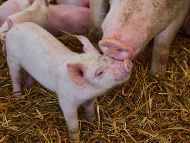 Mother Pigs Sing to Their Babies