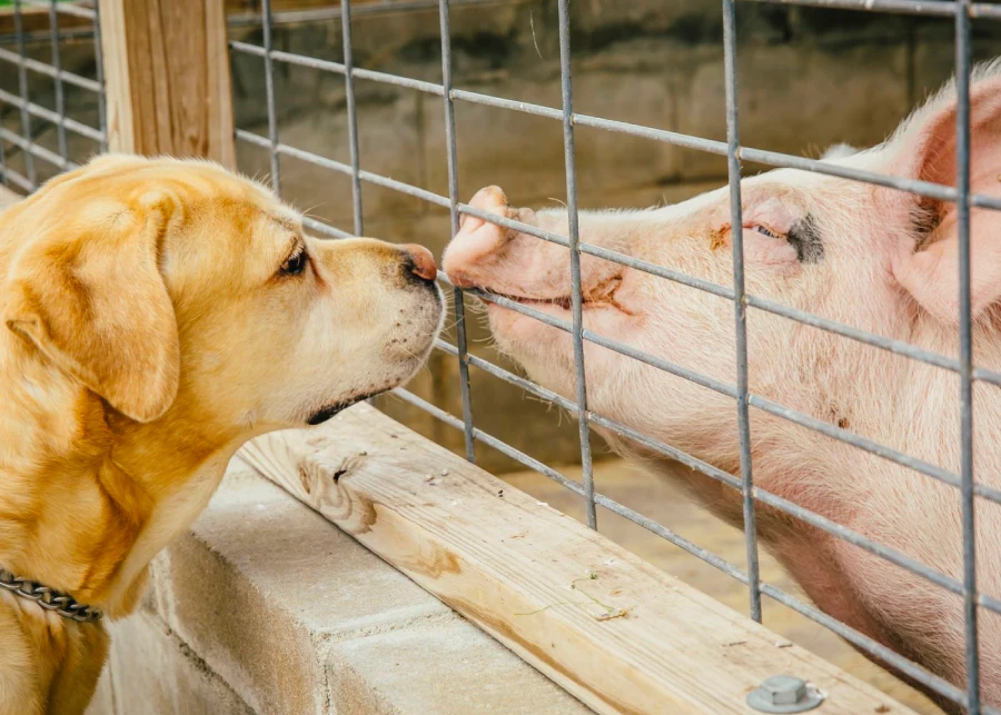 Pigs Are Smarter Than Dogs