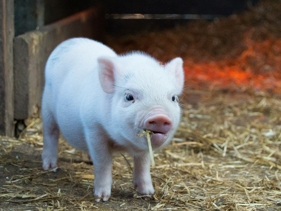 Pigs Are Very Clean Animals