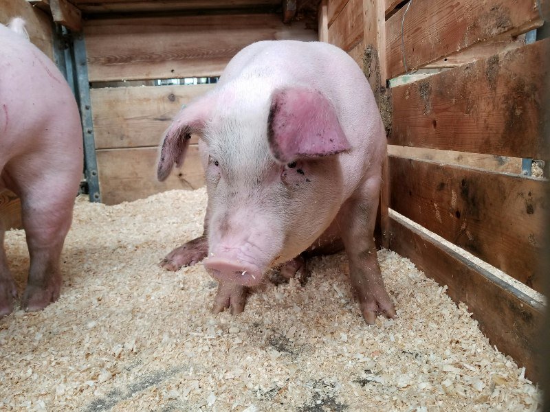 Pigs Feel Grief and Empathy