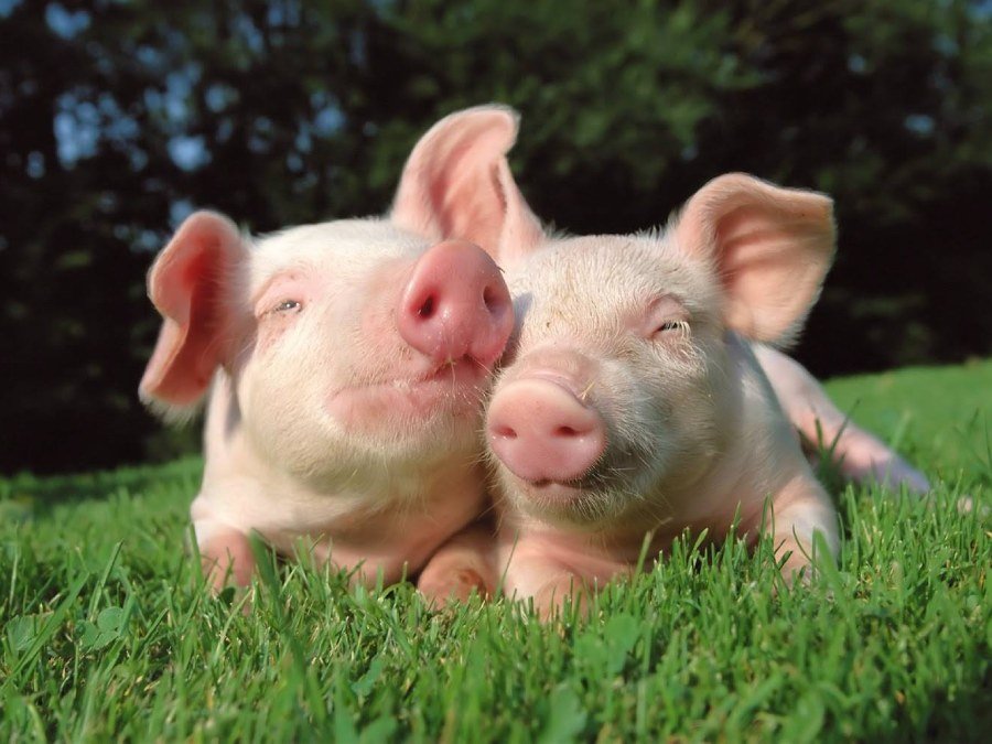 Pigs Love to Cuddle and Snuggle