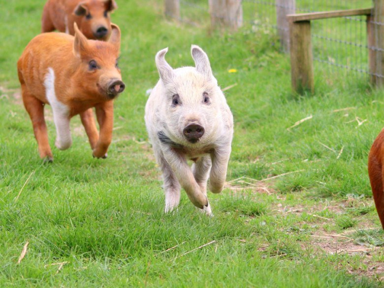 Pigs Love to Play Just Like We Do