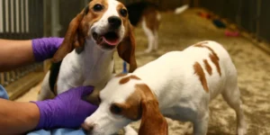Canadian Hospital Ends Canines Experiments After Public Pressure
